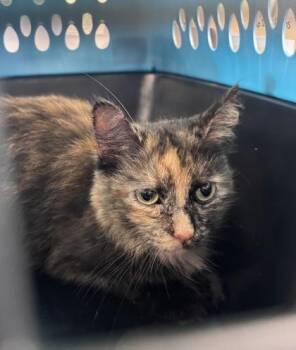 Domestic Medium Hair and Domestic Short Hair Cats Available for Adoption in West Chester, Pennsylvania - Dory | PetCurious