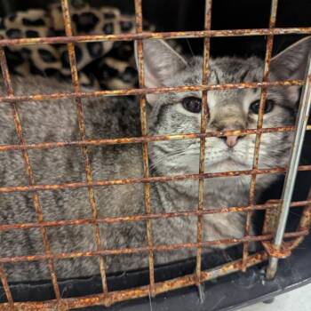 Destiny -  Domestic Short Hair Cat for Adoption in Charlottesville, Virginia - Destiny | PetCurious