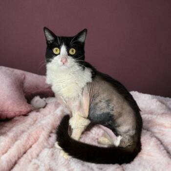 Domestic Short Hair Cats Available for Adoption in San Antonio, Texas - Joan Jett | PetCurious