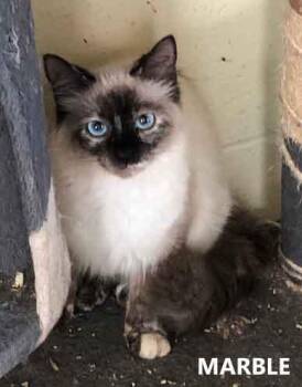 Marble -  Domestic Long Hair Cat for Adoption in Washington, Georgia - Marble | PetCurious