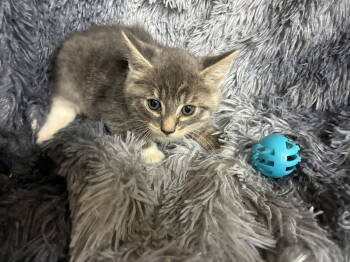 Rescue Domestic Short Hair Cats for Adoption in Columbus, Minnesota - Darby | PetCurious