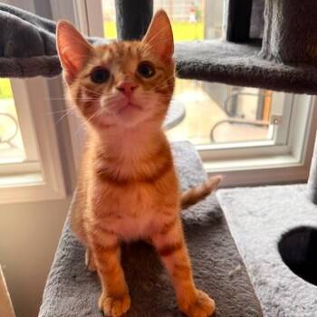Teton -  Tabby and Domestic Short Hair Cat Available for Adoption in Smithfield, North Carolina - Teton | PetCurious