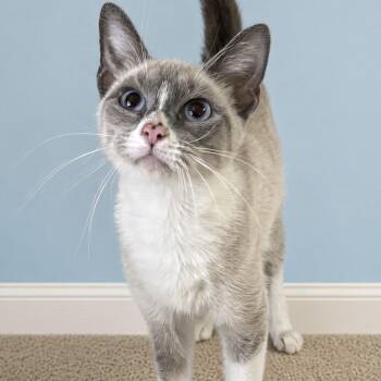 Holly -  Snowshoe Cat for Adoption in Pilot Point, Texas - Holly | PetCurious