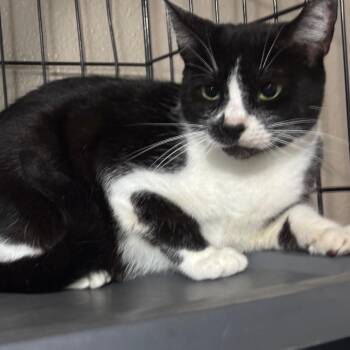 Dominic -  Domestic Short Hair Cat for Adoption in Boston, Massachusetts - Dominic | PetCurious