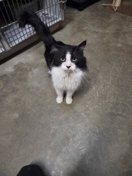 American Shorthair Cats Available for Adoption - Fluffer Butt | PetCurious