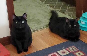 Lucius & Reggie -  Domestic Medium Hair Cat Available for Adoption in Calverton, Maryland - Lucius & Reggie | PetCurious