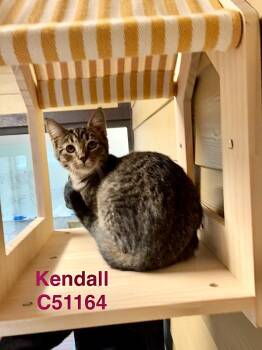 Rescue Domestic Medium Hair Cats for Adoption in Clarksville, Tennessee - Kendall | PetCurious