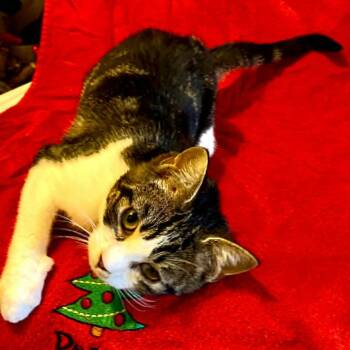 Chansee -  Domestic Short Hair Cat for Adoption in Charlottesville, Virginia - Chansee | PetCurious
