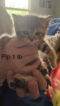 Domestic Short Hair Cats Available for Adoption in White Bluff, Tennessee - Pip | PetCurious