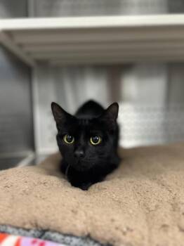 Precious -  Domestic Short Hair Cat for Adoption in Jackson, Michigan - Precious | PetCurious