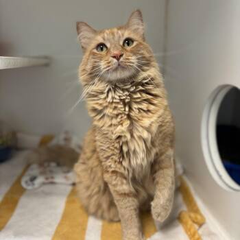 Noodle--In Foster -  Domestic Medium Hair Cat for Adoption in Fargo, North Dakota - Noodle--In Foster | PetCurious
