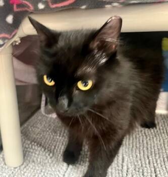 AMULETTE -  Domestic Short Hair Cat for Adoption in Derwood, Maryland - AMULETTE | PetCurious