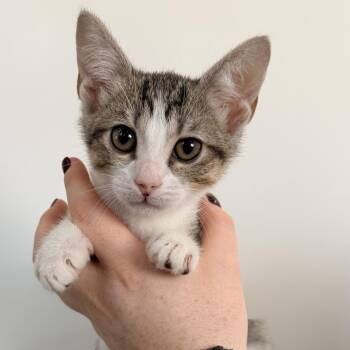 Plum -  Tabby Cat for Adoption in Las Vegas, Nevada - Plum | PetCurious
