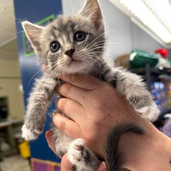 Domestic Short Hair Cats Available for Adoption in Summerlee, West Virginia - Stardust | PetCurious