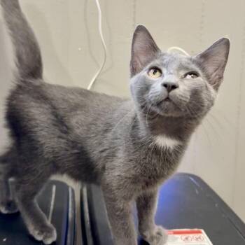 Ozzy -  Domestic Short Hair Cat for Adoption - Ozzy | PetCurious