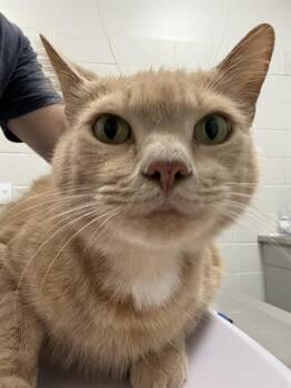 SYBERAUS -  Domestic Short Hair Cat for Adoption in Indianapolis, Indiana - SYBERAUS | PetCurious