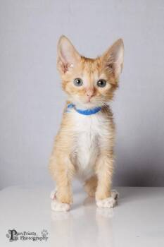 Mello Yellow -  Domestic Short Hair Cat Available for Adoption in Maryville, Tennessee - Mello Yellow | PetCurious