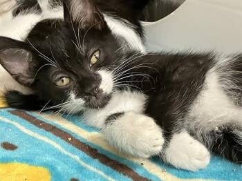 Domestic Short Hair Cats Available for Adoption in Tustin, California - MERRYWEATHER | PetCurious