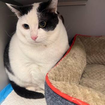 Domestic Short Hair Cats Available for Adoption - Big Bertha | PetCurious