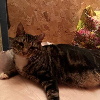 Frank -  Domestic Short Hair Cat for Adoption in Bellmawr, New Jersey - Frank | PetCurious