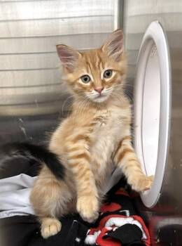 A198903 -  Domestic Short Hair Cat for Adoption in Fremont, California - A198903 | PetCurious