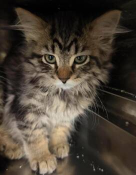 Storm -  Domestic Long Hair Cat for Adoption in Lagrange, Indiana - Storm | PetCurious