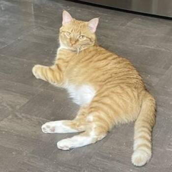 Tommy The Tiger -  Tabby Cat for Adoption in Minneapolis, Minnesota - Tommy The Tiger | PetCurious