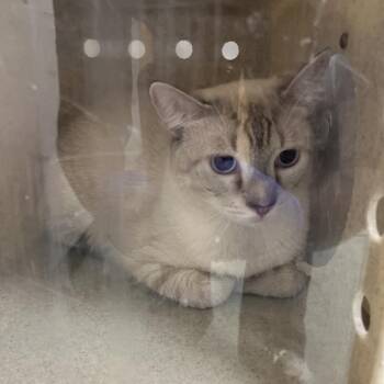 Cornelius -  Domestic Short Hair Cat for Adoption in Philadelphia, Pennsylvania - Cornelius | PetCurious