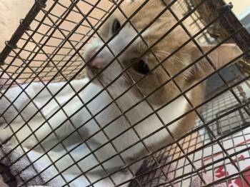 Domestic Short Hair Cats Available for Adoption in San Jose, California - GOLDFISH | PetCurious