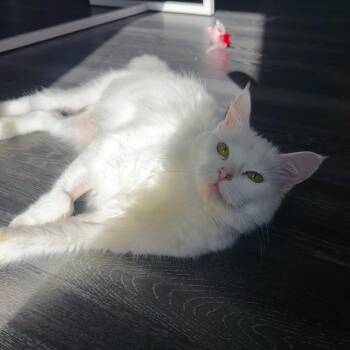 Meringue -  Domestic Medium Hair Cat for Adoption in Gainesville, Florida - Meringue | PetCurious
