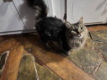 Appalachia -  Maine Coon Cat for Adoption in Stuart, Virginia - Appalachia | PetCurious