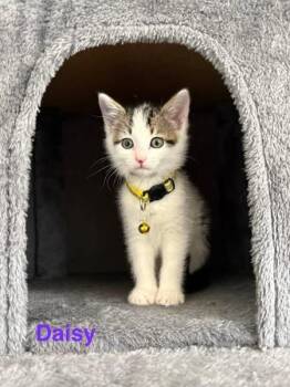 Domestic Short Hair and Tabby Cats Available for Adoption in Charlotte, North Carolina - Daisy | PetCurious
