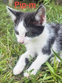 Pip 26 -  Tuxedo and Domestic Short Hair Cat for Adoption in Brookhaven, Mississippi - Pip 26 | PetCurious