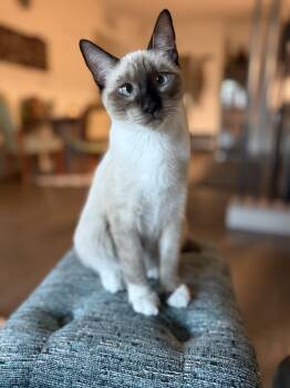 Rescue Domestic Short Hair Cats for Adoption in Los Angeles, California - Kif | PetCurious
