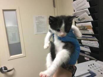 A1936834 -  Domestic Short Hair Cat for Adoption in Riverside, California - A1936834 | PetCurious