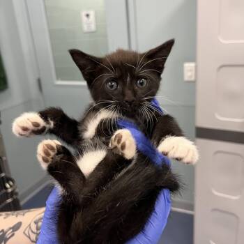 Raspberry -  Domestic Short Hair Cat for Adoption in Greensboro, North Carolina - Raspberry | PetCurious