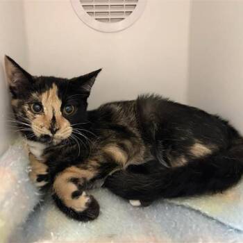 Selene -  Domestic Short Hair Cat for Adoption in Phoenix, Arizona - Selene | PetCurious