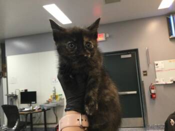 Domestic Short Hair Cats Available for Adoption in Thousand Palms, California - MARTHA | PetCurious