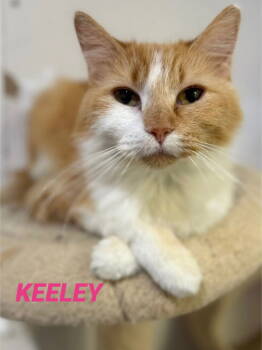 Rescue Domestic Long Hair Cats for Adoption in Mitchell, South Dakota - Keeley-orange/white Long Hair In Foster Care | PetCurious