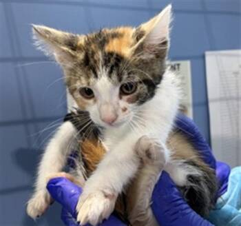 JELLY BEAN -  Domestic Short Hair Cat for Adoption in San Bernardino, California - JELLY BEAN | PetCurious