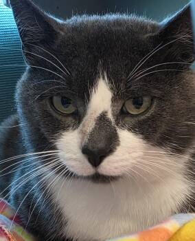 Rescue Domestic Short Hair Cats for Adoption in Edgewood, New Mexico - Jasper | PetCurious