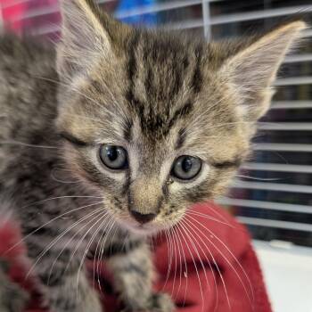 Found Kitten (Wasabi) -  Domestic Short Hair Cat for Adoption in Buffalo, Wyoming - Found Kitten (Wasabi) | PetCurious