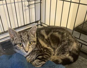 Tammy -  Domestic Short Hair Cat for Adoption in Troy, New York - Tammy | PetCurious
