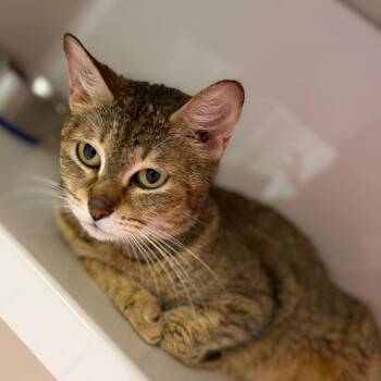 Domestic Short Hair Cats Available for Adoption in Watertown, New York - Ching Shih | PetCurious