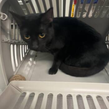 Toothless -  Domestic Short Hair Cat for Adoption in Manhattan, Kansas - Toothless | PetCurious