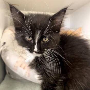 STINKER -  Domestic Medium Hair Cat for Adoption in Kyle, Texas - STINKER | PetCurious