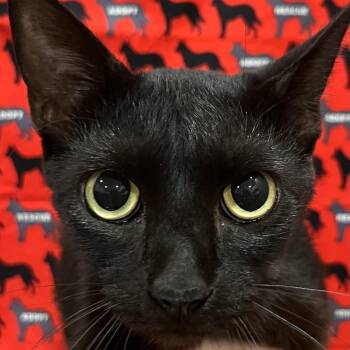 Zoodles -  Domestic Short Hair Cat for Adoption in Washburn, Missouri - Zoodles | PetCurious