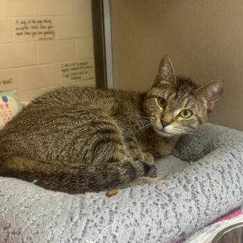 Patricia -  Domestic Short Hair Cat for Adoption in Marshalltown, Iowa - Patricia | PetCurious