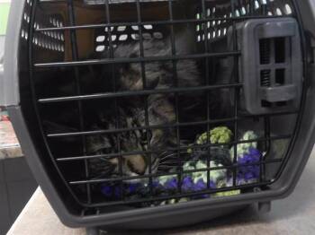 CATALIN -  Domestic Long Hair and Domestic Short Hair Cat for Adoption in Omaha, Nebraska - CATALIN | PetCurious