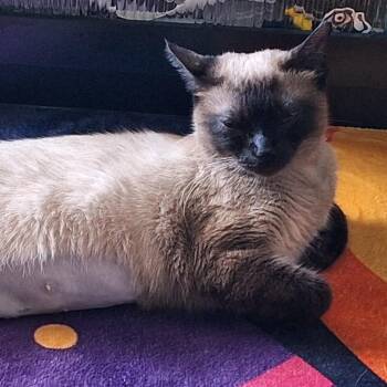 Moka -  Siamese Cat for Adoption in Los Angeles, California - Moka | PetCurious